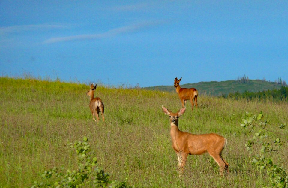 Animals muledeer meadow