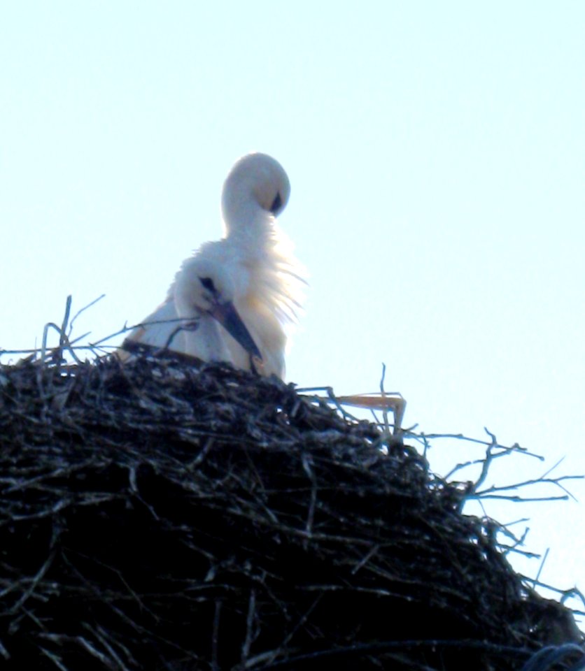 Stork nest in Daia