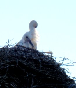 Stork nest in Daia