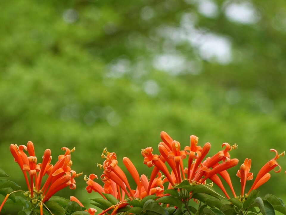 Golden coral three claw flower northwest gold rain