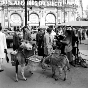 Straatverkoopster met ezels tegenover warenhuis Printemps, Bestanddeelnr 254-0342