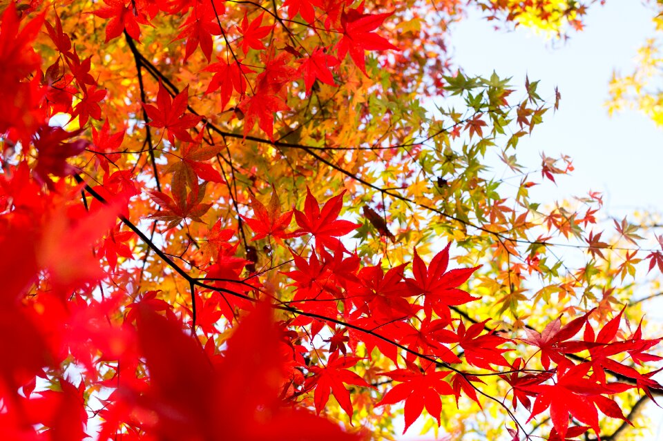 Kaede autumnal leaves autumn photo