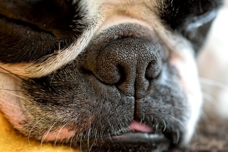 Sleep fatigue terrier photo