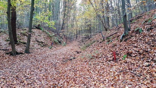 Strabeek-Bergse Heide (6)