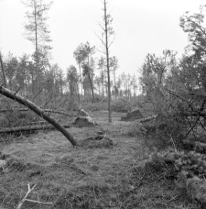 Stormschade, bossen, landgoederen, rechteren, Bestanddeelnr 167-0935