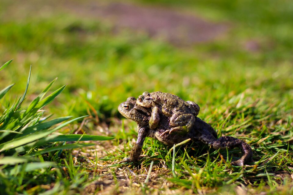 Pairing country vertebrates amphibians