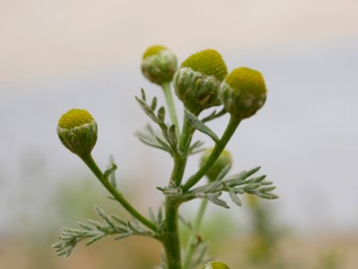 StrahlenloseKamilleH1a