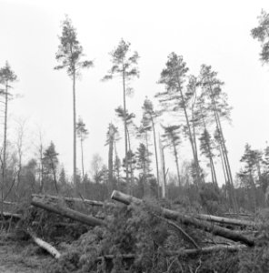 Stormschade, bossen, landgoederen, rechteren, Bestanddeelnr 167-0938