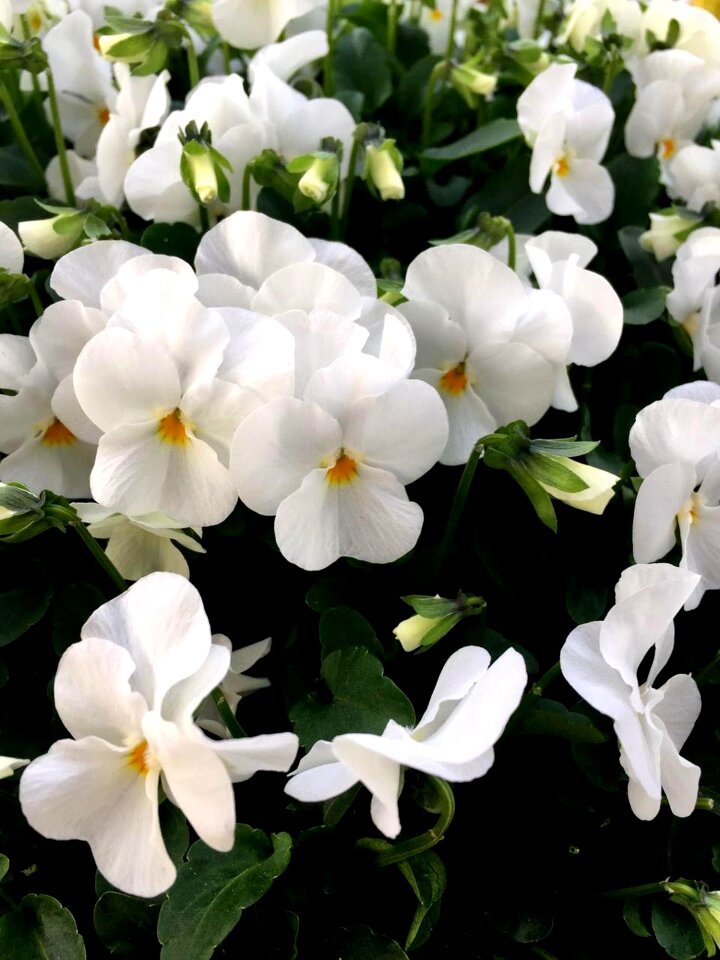 Nature white plant
