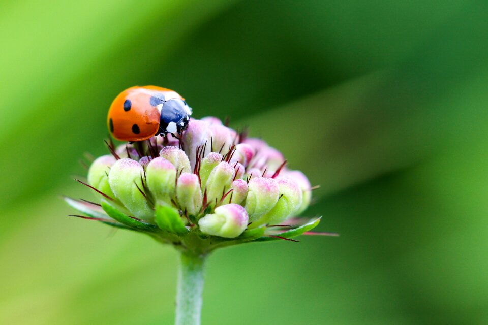 Beetle lucky charm domed