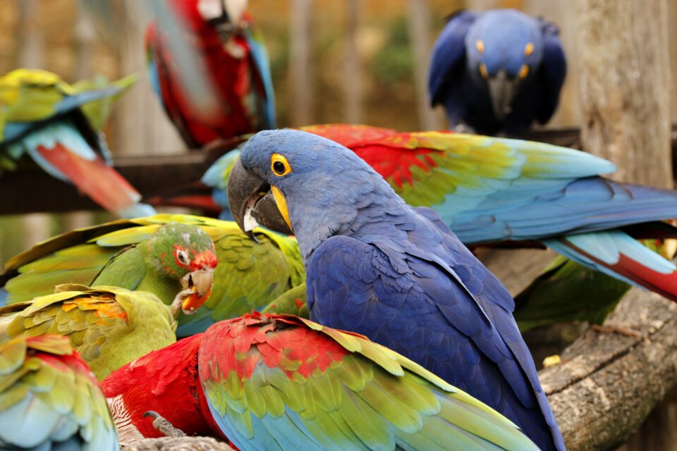 Color animals animal
