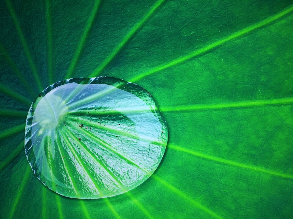 Summer lotus leaf water droplets