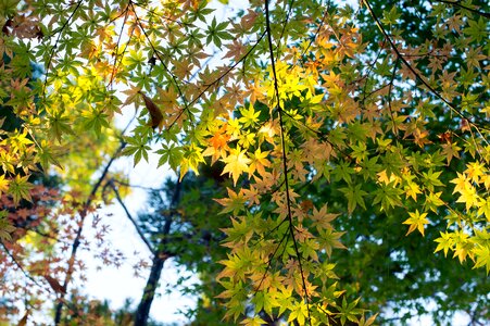 K kaede autumnal leaves