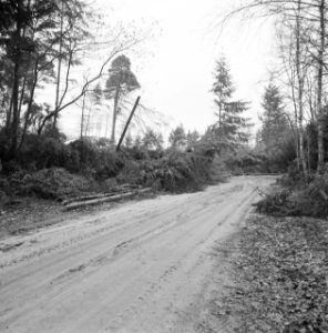 Stormschade, bossen, landgoederen, rechteren, Bestanddeelnr 167-0932