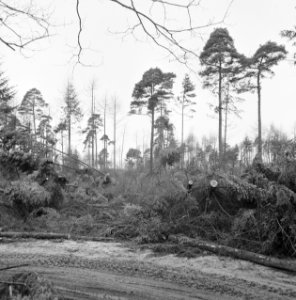 Stormschade, bossen, landgoederen, rechteren, Bestanddeelnr 167-0933
