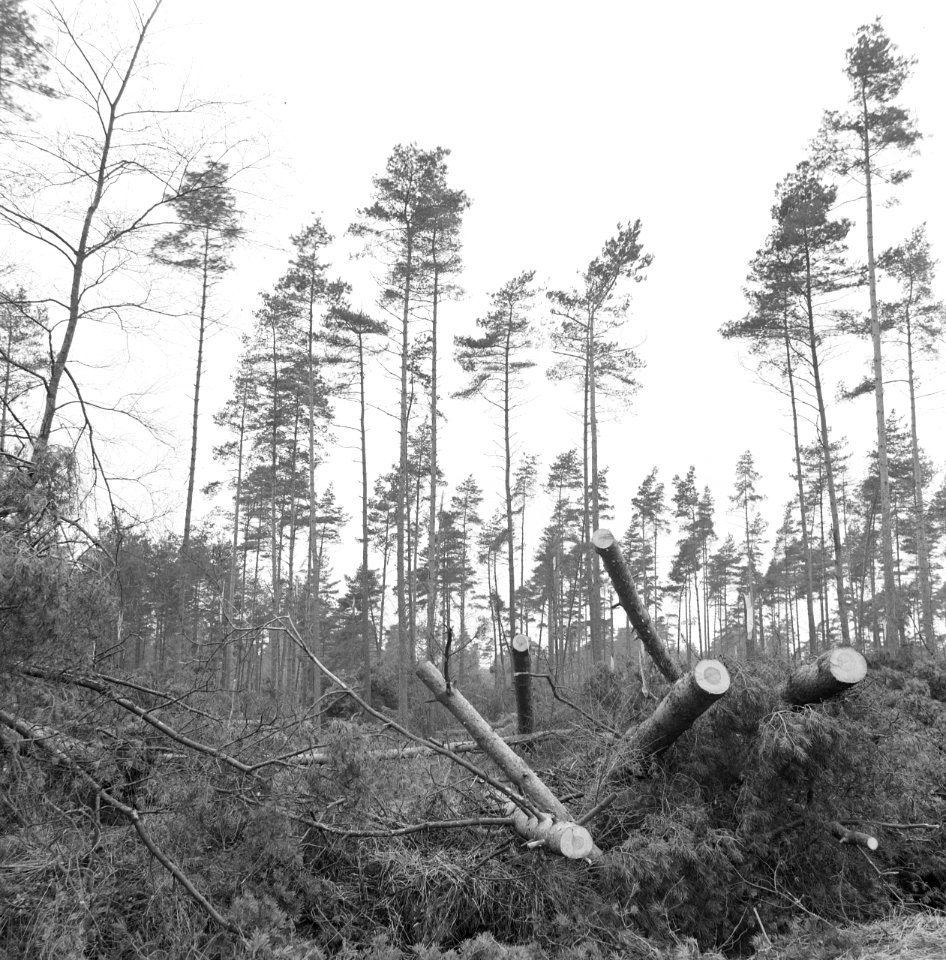 Stormschade, bossen, landgoederen, rechteren, Bestanddeelnr 167-0940