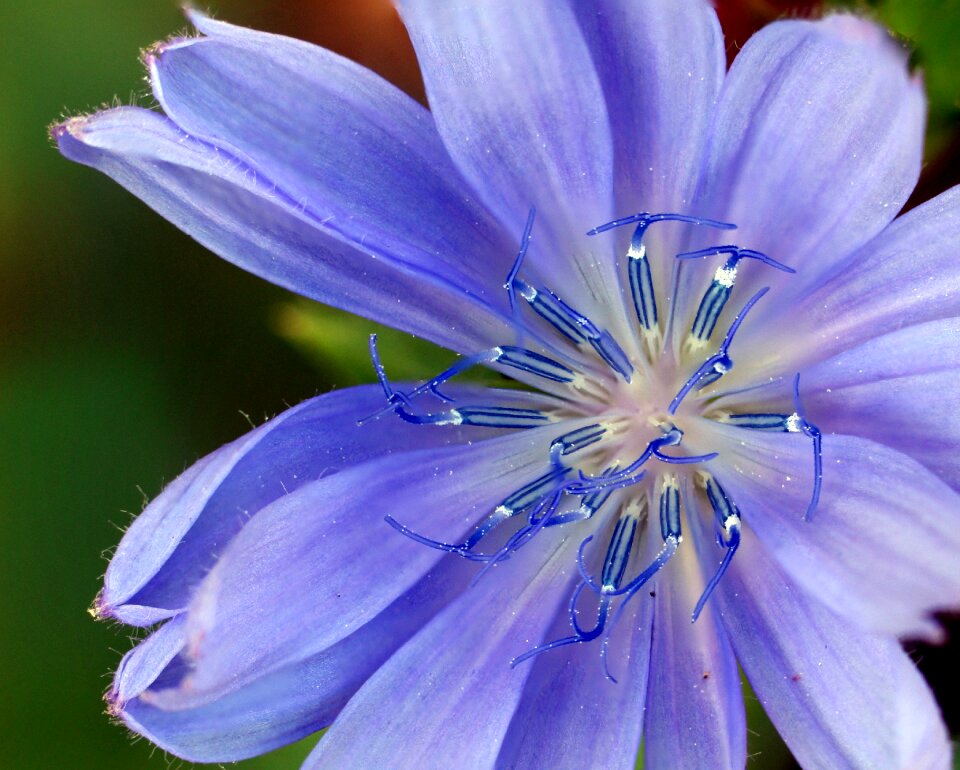 Chicory blossom nature