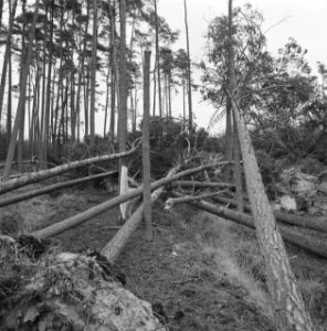 Stormschade, bossen, landgoederen, rechteren, Bestanddeelnr 167-0929