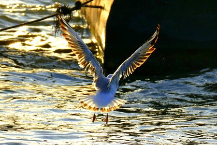 Evening abendstimmung water