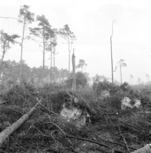 Stormschade, bossen, landgoederen, rechteren, Bestanddeelnr 167-0939