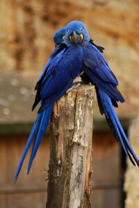 Parrot animals birds