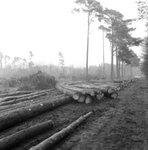 Stormschade, bossen, landgoederen, rechteren, Bestanddeelnr 167-0942