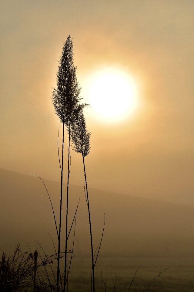 Colourless nature sun