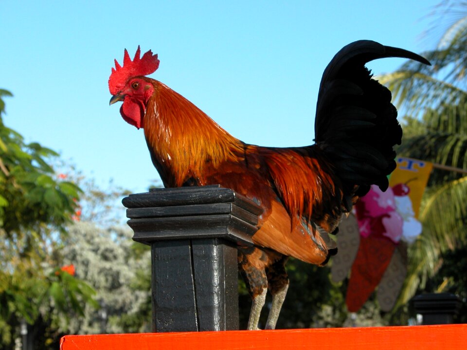 Fowl farm animal key west