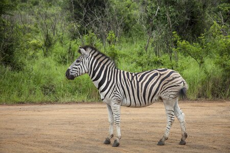 Travel nature tourism