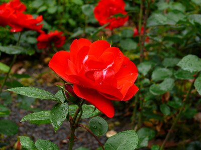 Blossom bloom rose bloom