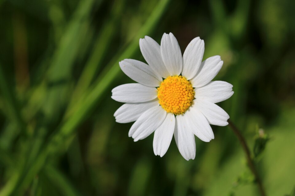 Nature beautiful flowers