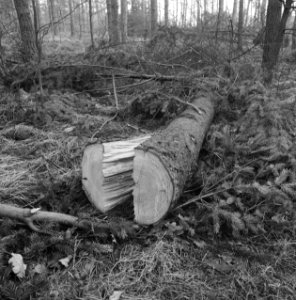 Stormschade, bossen, landgoederen, rechteren, Bestanddeelnr 167-0937