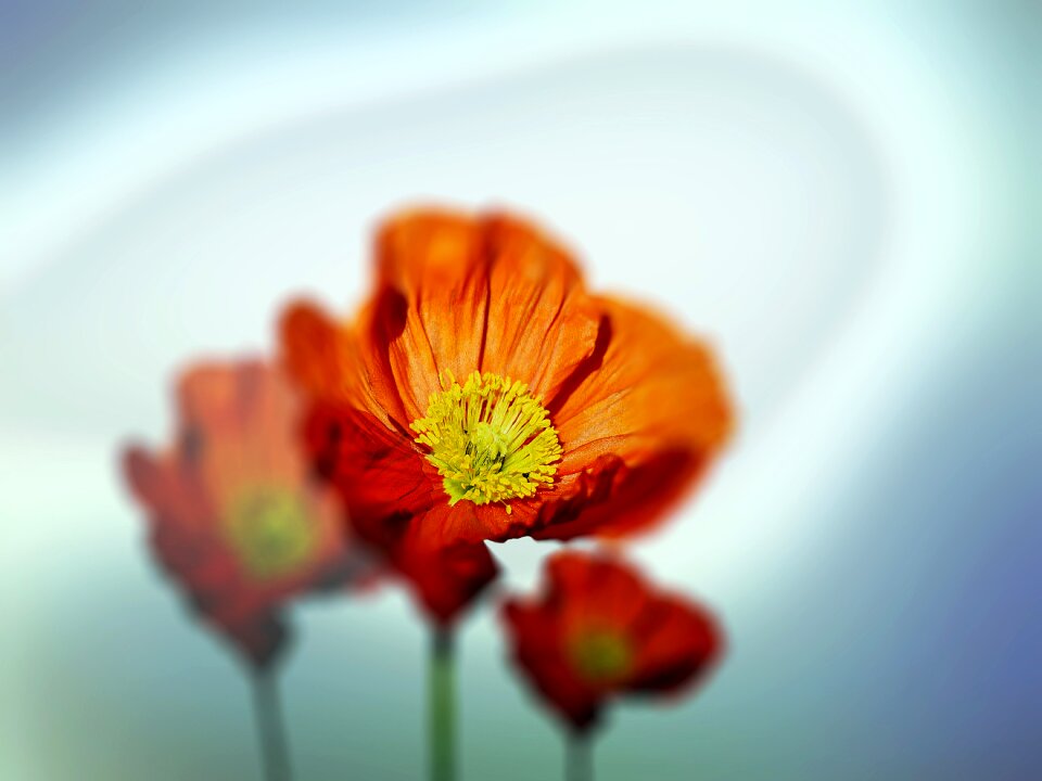 Green spring summer