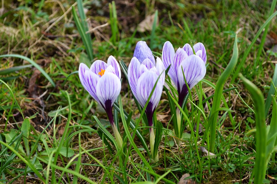 Nature blooms flower