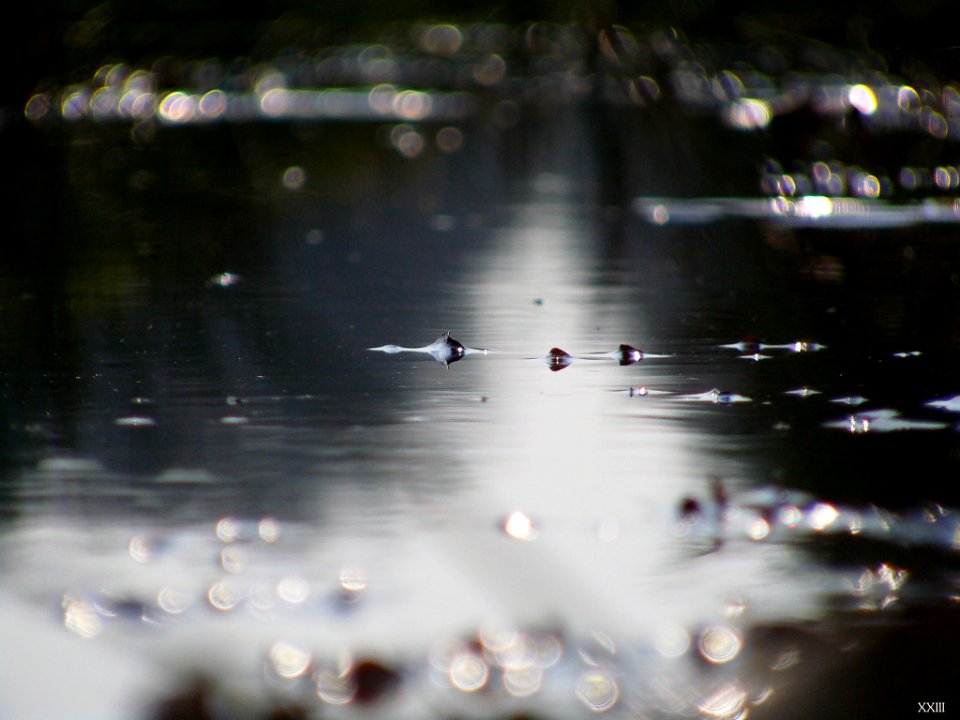 Sur L Eau (65069867)