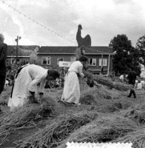 Stoppelhaene (roggeoogstfeest), bindwedstrijd, Bestanddeelnr 916-7901