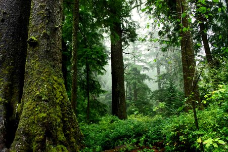 Trees foam foliage