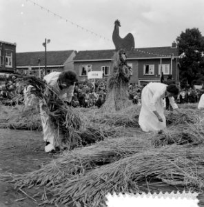 Stoppelhaene (roggeoogstfeest), bindwedstrijd, Bestanddeelnr 916-7902