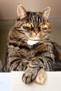 Pet domestic cat rest photo