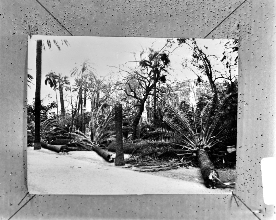 Storm ontwortelt palmen in Malaga, Spanje, Bestanddeelnr 924-2074