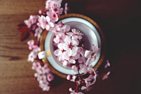 Blossom nature tree