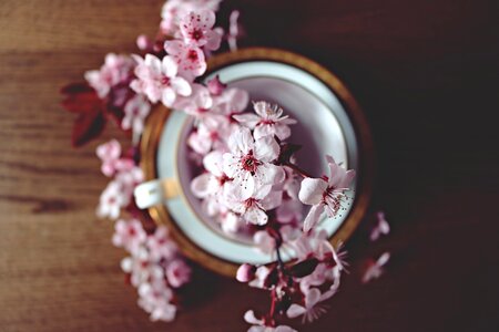 Blossom nature tree photo