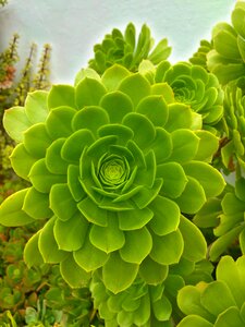 Blossom bloom plant