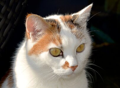 Pet cat's eyes relaxed