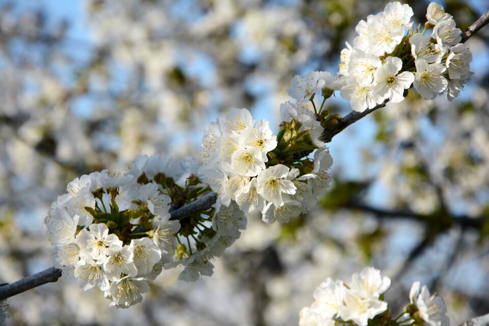 Spring nature spring flowers