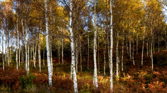 Sunlight among birches