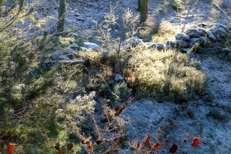 Sunlight on woodland with frost photo