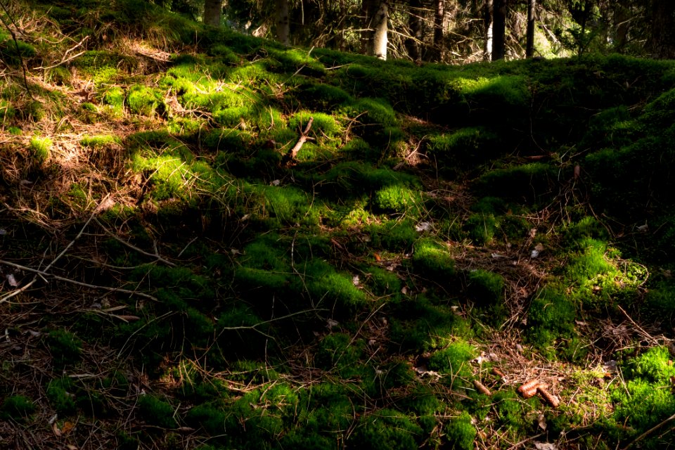 Sunlight spots on moss in Gullmarsskogen ravine
