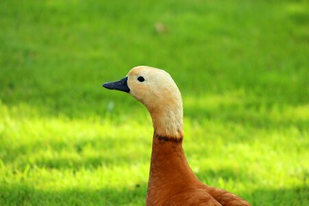Duck cute flawless