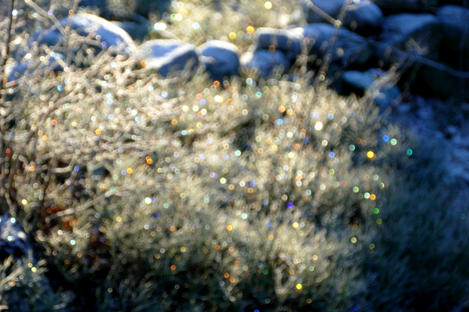 Sunlight on bilberry bushes with frost - out of focus